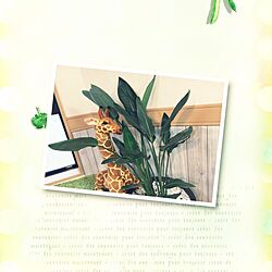 壁/天井/観葉植物のインテリア実例 - 2017-01-08 15:20:20