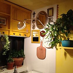 キッチン/DIY/ＤＩＹ/植物/観葉植物...などのインテリア実例 - 2014-07-01 22:48:33