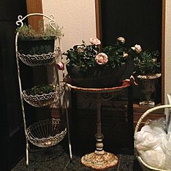 玄関/入り口/薔薇/植物/アンティークのインテリア実例 - 2014-01-07 18:00:48
