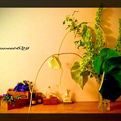 玄関/入り口/雑貨/セリア/フェイクグリーン/観葉植物...などのインテリア実例 - 2015-12-05 20:16:09