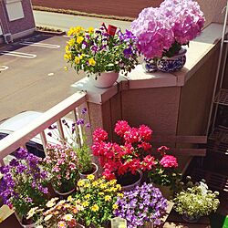 玄関/入り口/花の季節になりました‼︎/花のある暮らし/ガーデニング/観葉植物...などのインテリア実例 - 2017-04-29 11:31:48