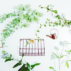 玄関/入り口/庭/garden/natural/お花のインテリア実例 - 2014-06-26 10:26:13