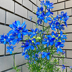 花/梅雨を忘れる/花言葉/綺麗なブルー/色鮮やか...などのインテリア実例 - 2021-06-09 11:28:26