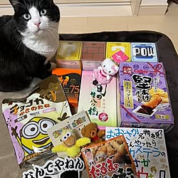 部屋全体/お土産/黒白ハチワレ　ころん/ねこのいる日常/猫と暮らす...などのインテリア実例 - 2024-02-22 23:59:40