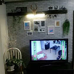 植物のある暮らし/観葉植物/賃貸/生活感/テレビの画面とか気にしない...などのインテリア実例 - 2016-08-24 21:09:33