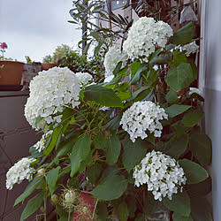 壁/天井/一人暮らし/花のある暮らし/季節を楽しむ暮らし/一人暮らしインテリア...などのインテリア実例 - 2022-06-14 12:33:30