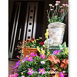 玄関/入り口/寄せ植え/玄関ドアのインテリア実例 - 2016-04-02 10:07:18