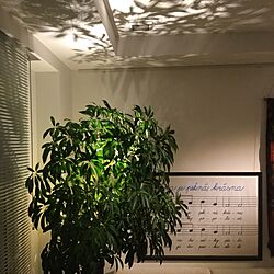 壁/天井/植物/照明/ライティング/夜のインテリア実例 - 2016-03-05 18:45:38