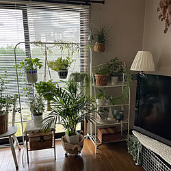 観葉植物/ナチュラル/観葉植物のある暮らし/ドライフラワーのある暮らし/20年前の家...などのインテリア実例 - 2023-03-26 10:39:47