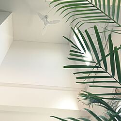 壁/天井/White/観葉植物/シンプルにすっきりと暮らす/吹き抜け ダイニングのインテリア実例 - 2015-03-24 11:18:44