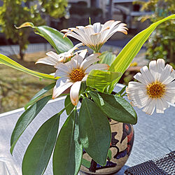 庭の花摘み/ガーデニングのインテリア実例 - 2020-04-03 22:04:37