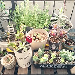 ベランダガーデン/フェイク仲間☆/Garden＊/すのこ壁/自作リメ缶...などのインテリア実例 - 2015-03-30 07:27:40