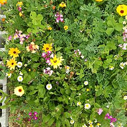 庭/植物/ガーデンのインテリア実例 - 2014-04-19 16:32:58