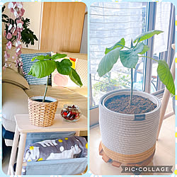 植え替えました/ウンベラータ/ガーデン雑貨/観葉植物/カフェ風...などのインテリア実例 - 2023-06-19 07:15:33