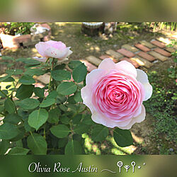 薔薇の庭/イングリッシュローズ/オリビアローズオースチン/玄関/入り口のインテリア実例 - 2022-04-30 19:09:47