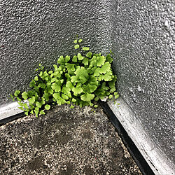 玄関/入り口/一人暮らし/観葉植物のインテリア実例 - 2018-05-15 22:21:00
