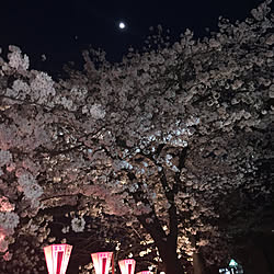 玄関/入り口/池尻大橋駅/目黒川の夜桜/目黒川/楽しむ...などのインテリア実例 - 2018-03-28 19:51:41