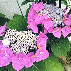 玄関/入り口/紫陽花挿し木/紫陽花/ＲCの出会いに感謝/いつもいいね！ありがとうございます♪...などのインテリア実例 - 2015-06-11 15:26:47