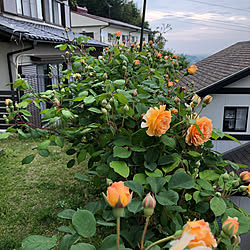 玄関/入り口/バフ・ビューティー/薔薇のある暮らし/築20年/日々の暮らし...などのインテリア実例 - 2018-05-02 18:28:59