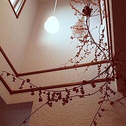 壁/天井/植物のインテリア実例 - 2013-10-27 19:31:19