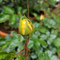 玄関/入り口/花のある暮らし/薔薇のある暮らし/一番乗り/蕾...などのインテリア実例 - 2024-04-22 12:07:20