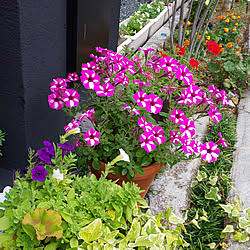 玄関/入り口/庭の花/花が好き/植物のある暮らし/植物が好き...などのインテリア実例 - 2021-06-24 09:54:50