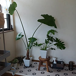 玄関/入り口/観葉植物/グリーンのある暮らし/ハニカムモザイクタイル/クッションフロア...などのインテリア実例 - 2021-01-17 10:17:26