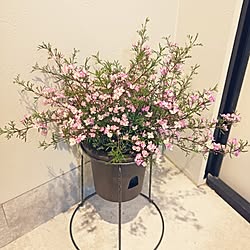 玄関/入り口/観葉植物/カフェ風/100均/セリア...などのインテリア実例 - 2024-04-18 21:13:14