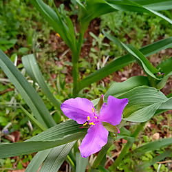 玄関/入り口/お庭の植物/植物のある暮らし/ガーデン/この花の名前を知りたいのインテリア実例 - 2021-04-05 13:03:34