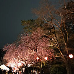 桜のインテリア実例 - 2022-04-02 20:14:23