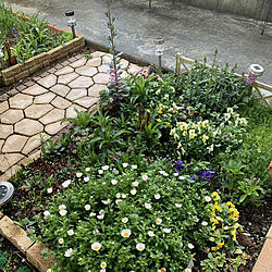 小さな庭/雨上がりの花壇/ビオラ/スノーポール/小さな花壇...などのインテリア実例 - 2022-03-23 18:05:09