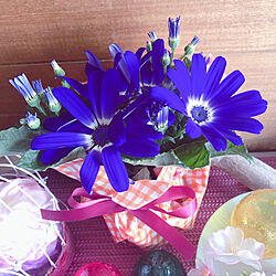 花は癒し/春ですね♪/下駄箱の上/玄関のお花/お花のある暮らし...などのインテリア実例 - 2022-03-23 16:08:58