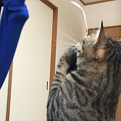 机/ねことここちよく暮らす/ねこ部/ねこばかりすみませんm(._.)m/猫...などのインテリア実例 - 2017-03-09 17:01:30