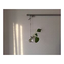 壁/天井/観葉植物のインテリア実例 - 2016-02-06 23:36:33