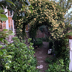 お庭/お庭の花/花のある暮らし/ねこのいる日常/玄関/入り口のインテリア実例 - 2021-04-10 18:54:46