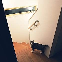 IKEA/フェイクグリーン/ねこと暮らす/階段のインテリア実例 - 2020-04-16 00:30:08