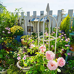 花のある暮らし/植物のある暮らし/ベランダガーデニング/ベランダガーデン/ガーデンフェンス...などのインテリア実例 - 2022-05-22 07:37:15