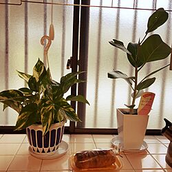 キッチン/観葉植物のインテリア実例 - 2016-12-16 09:20:25