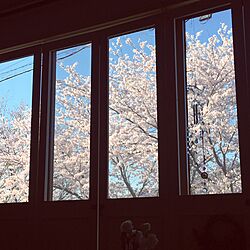 玄関/入り口/ソメイヨシノ/1969組/窓からの景色/桜...などのインテリア実例 - 2017-04-14 07:47:41