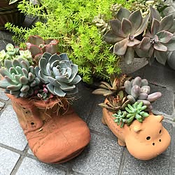 玄関/入り口/コンテスト参加/多肉植物/寄せ植え/無加工のインテリア実例 - 2016-04-10 13:54:34