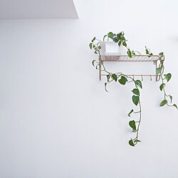 壁/天井/ポトス/植物のある暮らし/癒し/真鍮風...などのインテリア実例 - 2022-02-19 13:42:28