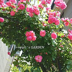 玄関/入り口/バラが好きのインテリア実例 - 2014-05-16 21:35:04
