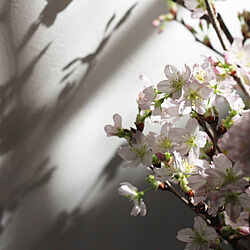 ベッド周り/花のある暮らし/桜/季節の花/季節を感じる暮らしのインテリア実例 - 2021-02-26 11:47:42
