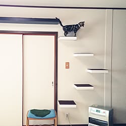 リビング/IKEA/猫/キャットステップ/キャットウォーク...などのインテリア実例 - 2016-12-25 16:55:47