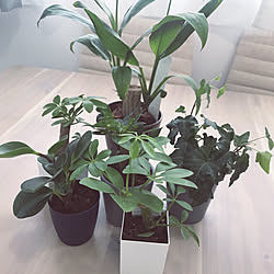 観葉植物初心者マーク/観葉植物のある暮らし/観葉植物/玄関/入り口のインテリア実例 - 2020-09-07 10:28:42