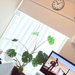 リビング/ロールカーテン/観葉植物/IKEA/断捨離...などのインテリア実例 - 2016-10-05 12:34:00