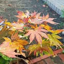 玄関/入り口/紅葉/もみじ/柊/植物のある暮らし...などのインテリア実例 - 2023-11-28 09:35:43