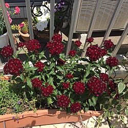 棚/スーティーブラック/チョコレート色の花/植物/マンションの庭...などのインテリア実例 - 2016-05-28 09:22:27
