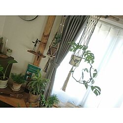 リビング/NO GREEN NO LIFE/DIY/観葉植物/プラントハンガー...などのインテリア実例 - 2016-07-14 20:27:25