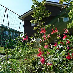 玄関/入り口/家庭菜園/芝生/芝生の山/外観...などのインテリア実例 - 2017-06-14 15:35:34